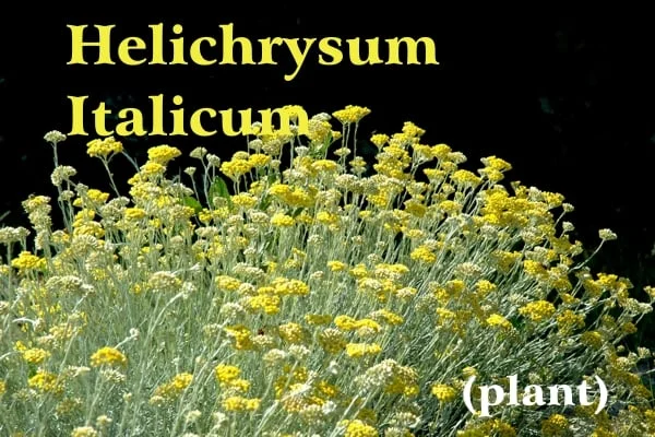 Indigo branches and yellow flowers of a sunlit Helichrysum plant in Casalvento against a black background; yellow writing: Helichrysum Italicum and white writing: (plants)