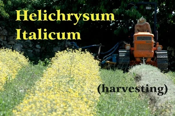 Two rows of helichrysum plants in full bloom with yellow flowers and an already harvested row of indigo color; FIAT 605C tractor with blue harvester and agricultural operator; yellow writing: Helichrysum Italicum and black writing: (collection)