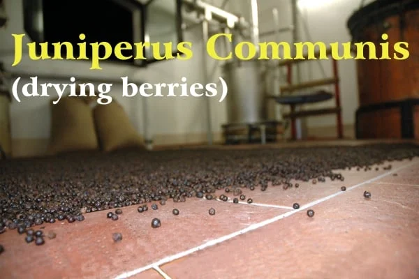 Blue juniper berries lying on the brick floor of the distillery with 2 jute bags and stainless steel and copper stills in the background; yellow writing: Juniperus Communis and white writing: (drying of the berries)