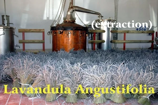 Bunches of blue and gray lavender flowers on the terracotta floor of the large distillery ready to be distilled in the copper still; yellow writing: Lavandula Angustifolia