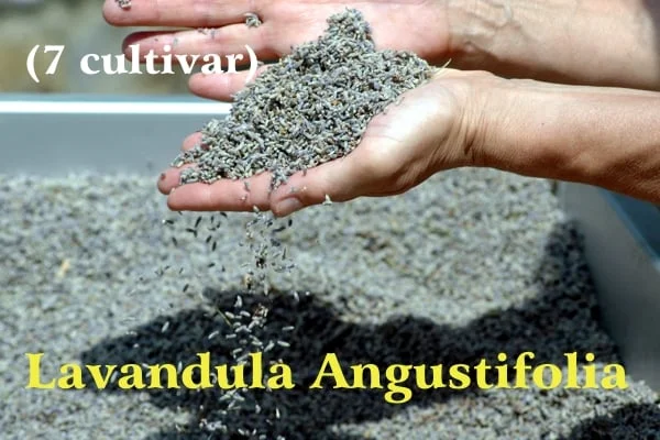 Dried lavender flowers falling from two open hands onto a gray blue flower bed, yellow lettering Lavandula Angustifolia