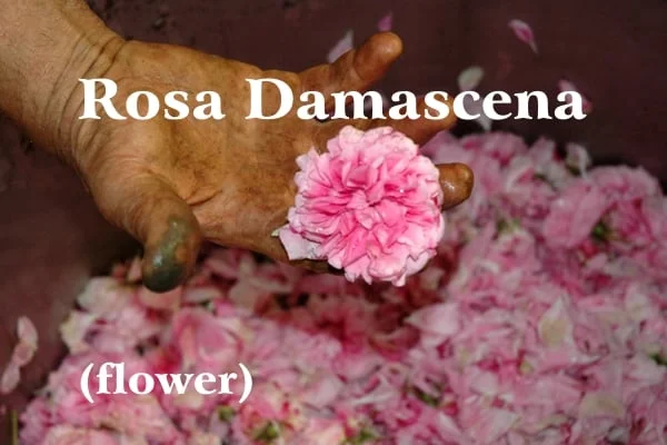 Hand of a rose picker with green resin attached on the fingers gently holds a rose flower against the background of a basket full of pink flowers; White writing: Rosa Damascena and (flower)