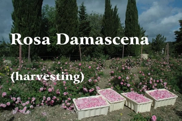 Roses in bloom cultivated in rows with four cream-colored plastic boxes full of flowers in the background 4 green cypresses and gray-blue cloudy sky; white writing: Rosa Damascena