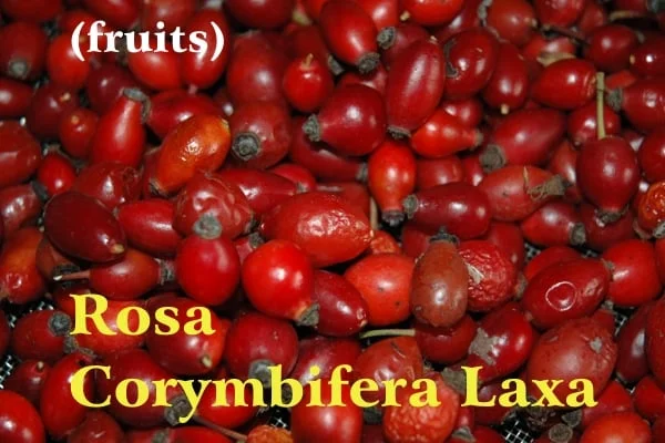 Intense red dog rose hips in the natural drying phase; yellow writing: Rosa Corymbifera Laxa and white writing: (fruits)