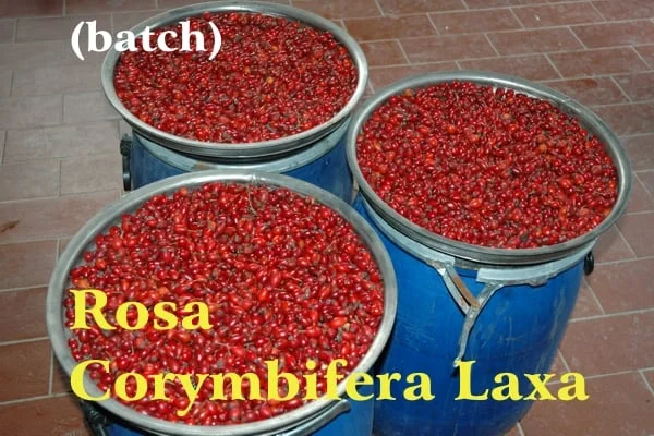 Three blue plastic containers filled with red rose hips and a stainless steel crown on a stoneware floor from the Casalvento distillery; yellow writing: Rosa Corymbifera Laxa