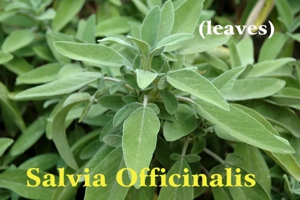 Beautiful image of white sage plant with fresh buds and small light green leaves with yellow Salvia Officinalis lettering