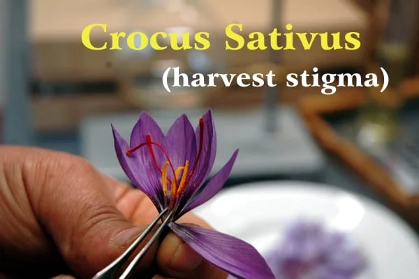 Worker's left hand holding between thumb and forefinger a purple saffron flower with red sigmas and yellow stamens; in the blurred background yellow and white Crocus Sativus writing: (stigma collection)