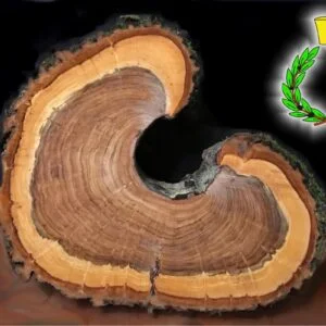 Nell'immagine un tronco secco di albicocco tagliato con 4 colori su sfondo nero e simbolo di Casalvento: una corona verde e gialla