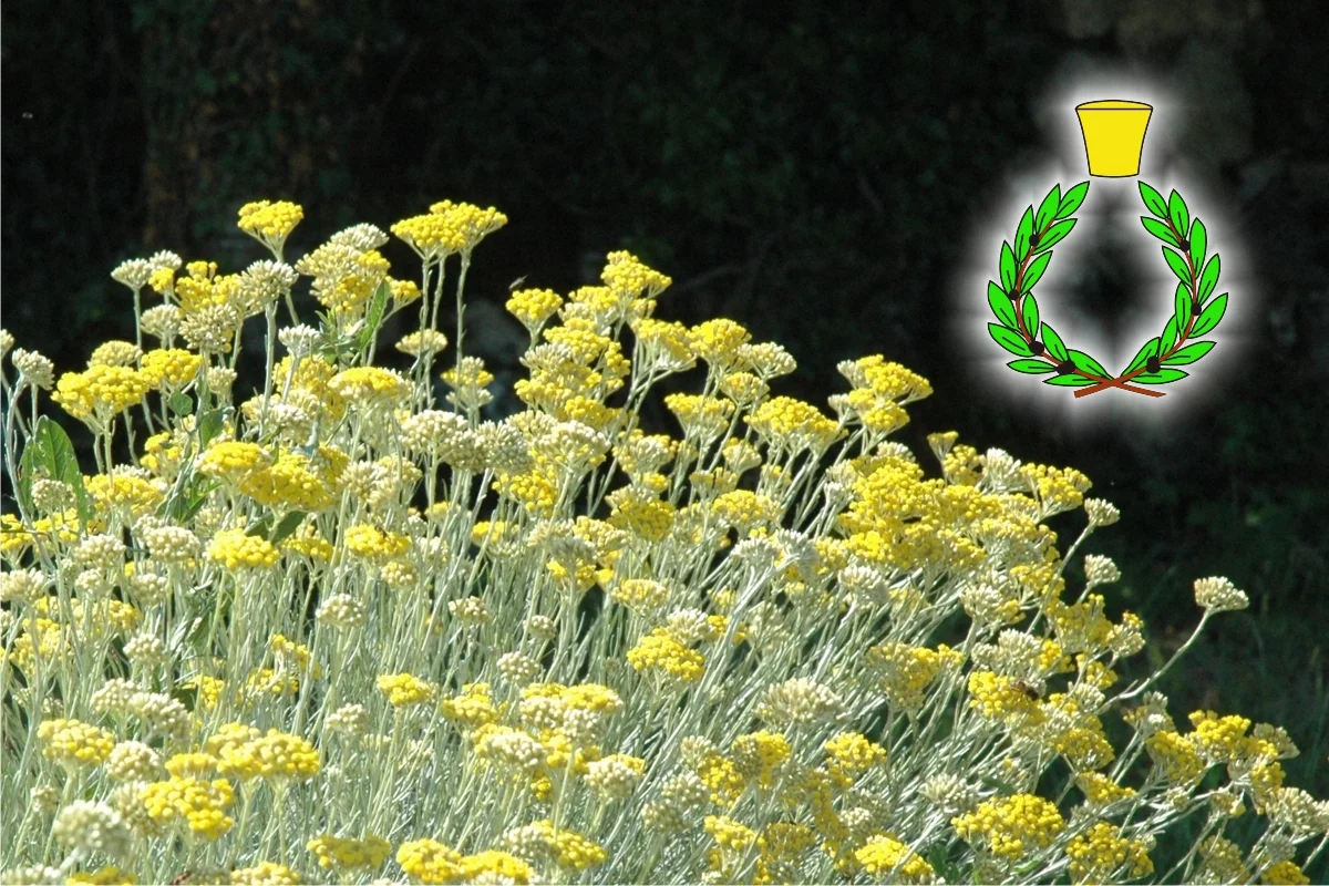 Yellow flowers of Helichrysum Italico on a black background and green laurel wreath with yellow brass cap in the upper right corner, symbol of Casalvento