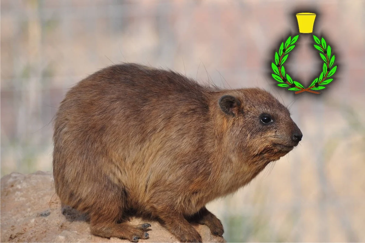 Giant guinea pig of South Africa called Hyrax Capensis from its excrements a perfume with animal notes is obtained; symbol of Casalvento at the top right