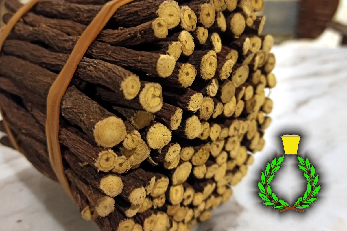 Bunch of licorice roots cleaned by hand and held by an elastic band symbol of the Casalvento Laboratories in green and yellow