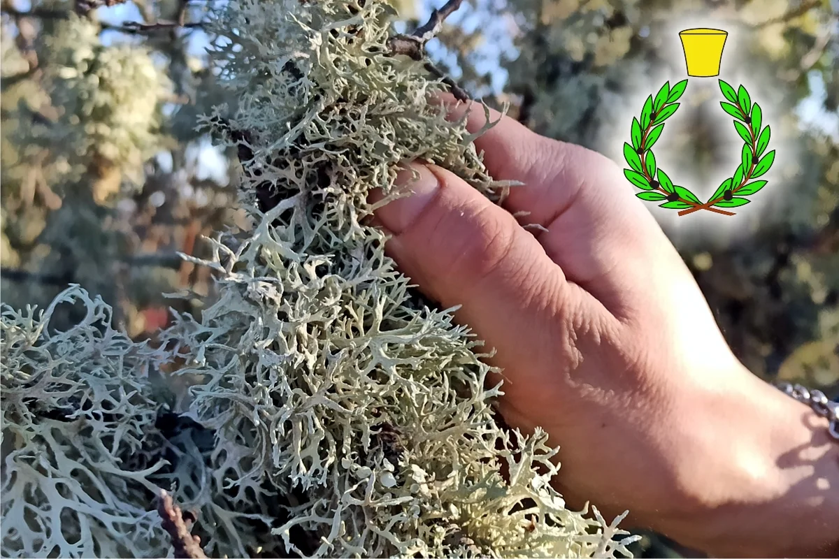 Hand picking oakmoss in Chianti yellow and green symbol of a laurel wreath with a brass cap