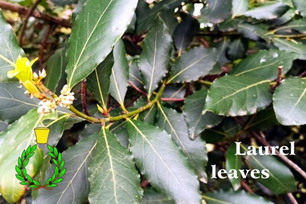 Le verdi foglie di alloro fin dal tempo dei Romani sono il simbolo della vittoria: una corona di alloro è il logo di Casalvento. Scritta bianca "foglie di alloro"