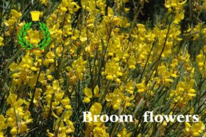 A luglio i fiori della ginestra dipingono di giallo le verdi colline del Chianti: scritta bianca "fiori di ginestra"