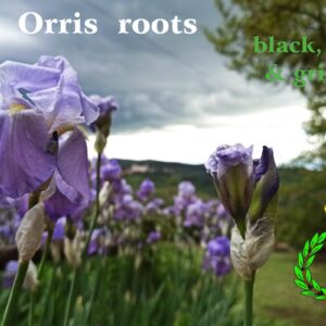 I fiori azzurro dell'Iris Pallida si stagliano contro un cielo grigio di nuvole sullo sfondo verde della campagna in primavera. scritta bianca "radice di giaggiolo"