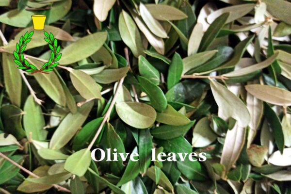 Le foglie sempre verdi dell'olivo non lasciano mai l'albero da cui hanno preso la vita: critta bianca "foglie di olivo"