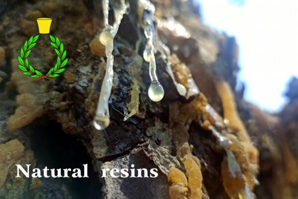 Nuove gocce di resina trasparenti e vecchia resina solida sulla corteccia di un albero ferito. Scritta bianca "resine naturali"
