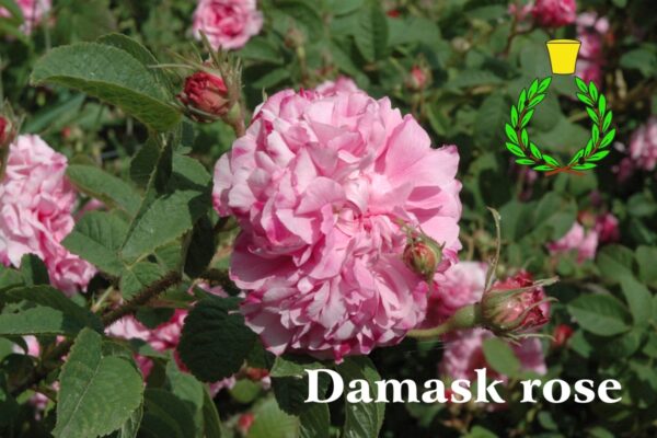 Bocci di rosa di damasco circondano una rosa in piena fioritura. Sullo sfondo di foglie di un verde intenso campeggia la scritta "rosa di Damasco" ed il logo di Casalvento